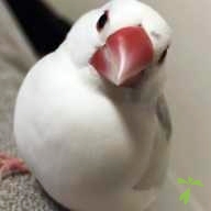 高津 てんちょう ちゃん