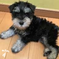 井上 ティナ ちゃん