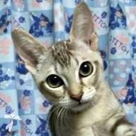 堀田 モカ ちゃん