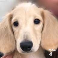 橋本 MEY ちゃん