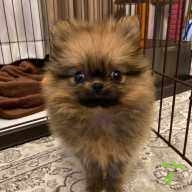 古田 アンナ ちゃん