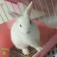 芳賀 ミル ちゃん