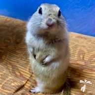 小森 リチャード ちゃん