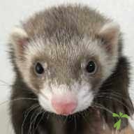 星野 ティム ちゃん