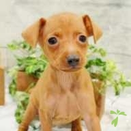 中村 コロ ちゃん