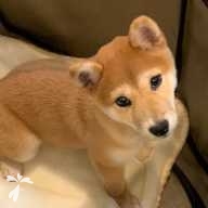 大島 ひな ちゃん