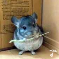 白井 もちまる ちゃん