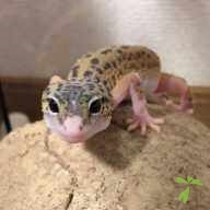 濵﨑 ジャック・スパロウ ちゃん