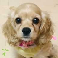 吉廣 めいぷる ちゃん