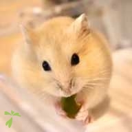 稲月 こむぎ ちゃん