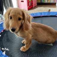 佐々木 ちょこ ちゃん