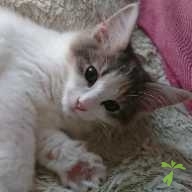 谷本 ミィナ ちゃん