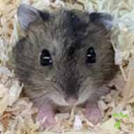 津田 ももは ちゃん