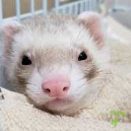 橋本 バター ちゃん