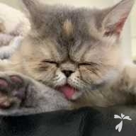 中馬 マッシュ ちゃん