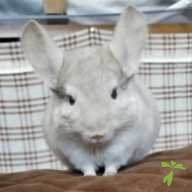 正阿弥 モカ ちゃん