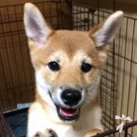 西村 はる ちゃん