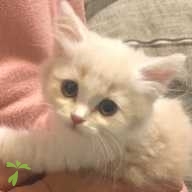 執印 ココ ちゃん