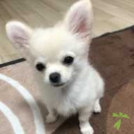 西村 ティート ちゃん