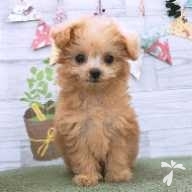 内藤 ひまり ちゃん