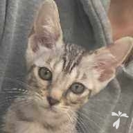 菅原 ウルル ちゃん