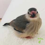 小林 うり ちゃん