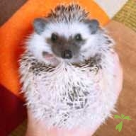 矢野 モカ ちゃん