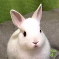 杉浦 メェメェ ちゃん