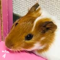 中川 はる ちゃん