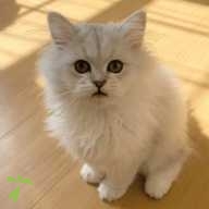 中山 ミル ちゃん