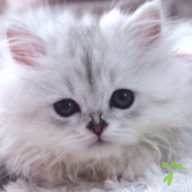 東雲 BOY ちゃん