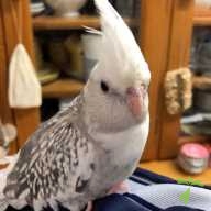 澤野 TATA ちゃん