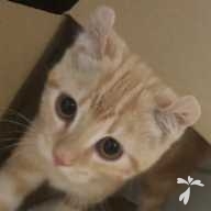 安田 トラ ちゃん