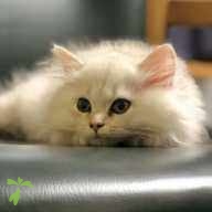 小林 シエル ちゃん