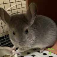 小玉 虎子 ちゃん