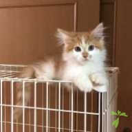 石原 シンバ ちゃん