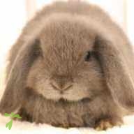 平岡 くろまめ ちゃん