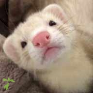 宮内 ぴの ちゃん