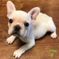 小畑 こむぎ ちゃん