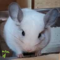 浅野 チロル ちゃん