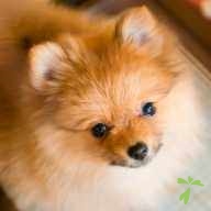 長澤 シフォン ちゃん