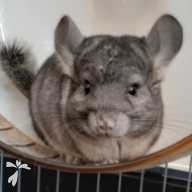 小野 つみれ ちゃん