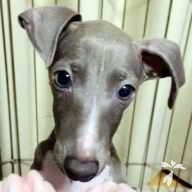 秋葉 総長 ちゃん