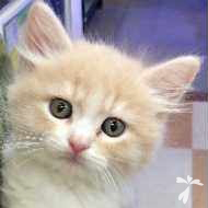 杉本 ラテ ちゃん