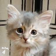 吉岡 Aru ちゃん