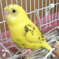 小茂田 コイン ちゃん