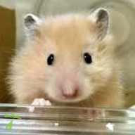 杉野 ワトソン ちゃん