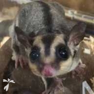 澤田 みみ ちゃん