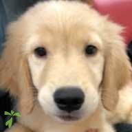 小野 きなこ ちゃん