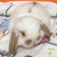 芳賀 モプシー ちゃん